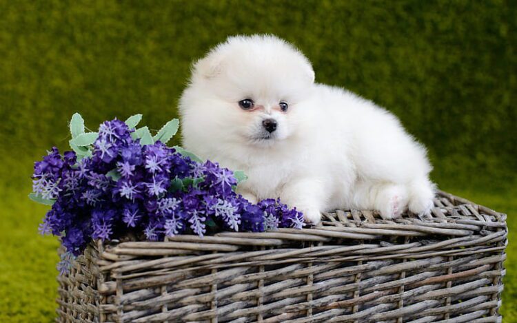 Pomeranian Puppies for Sale in Greater Noida - GoodPaws