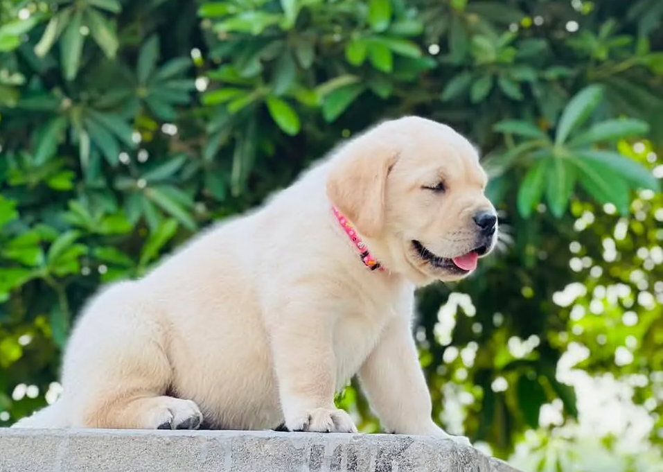 Black Labrador Retriever puppy for sale in Ghaziabad