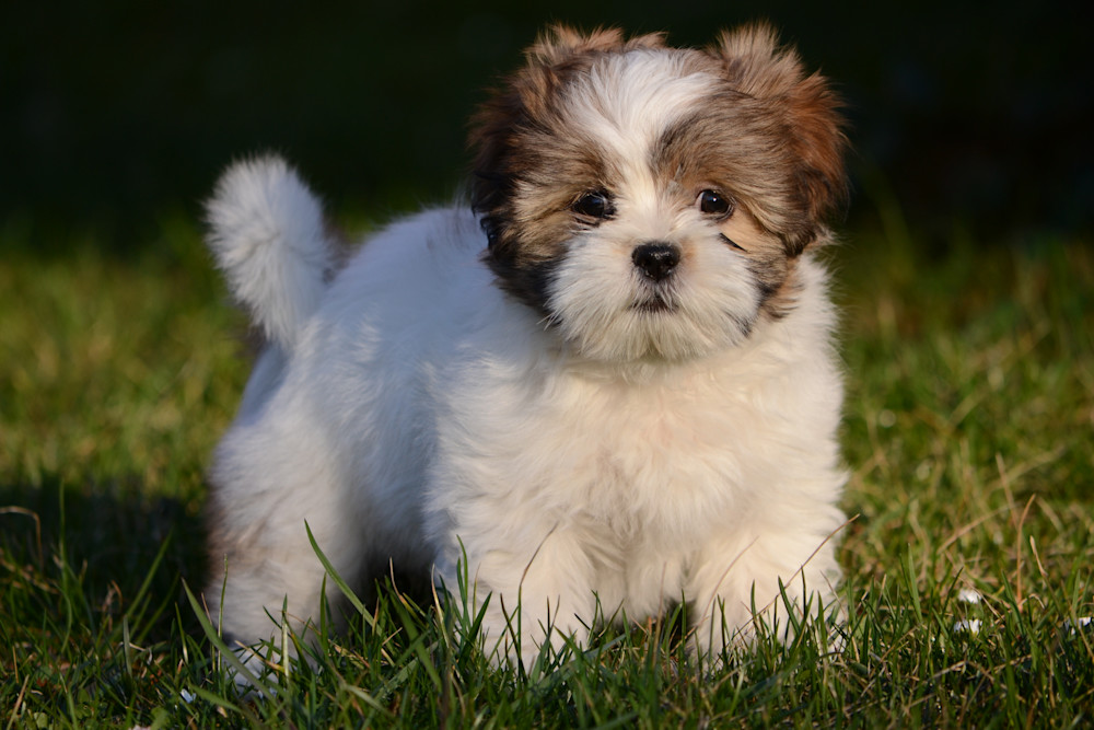 Golden Lhasa Apso puppy Gurgaon - GoodPaws