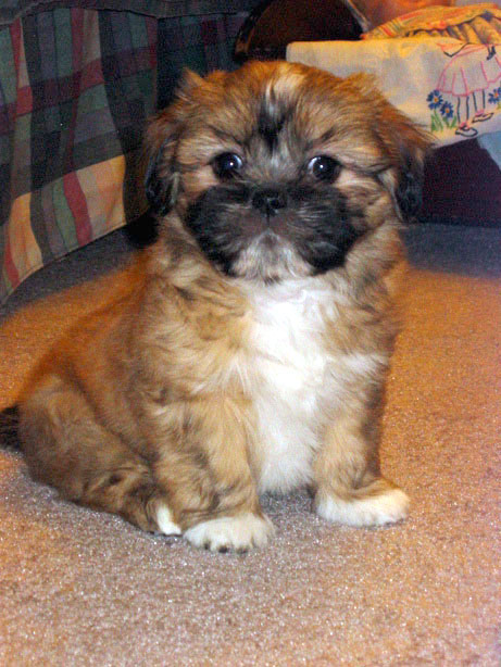 Golden Lhasa Apso puppy Noida - GoodPaws