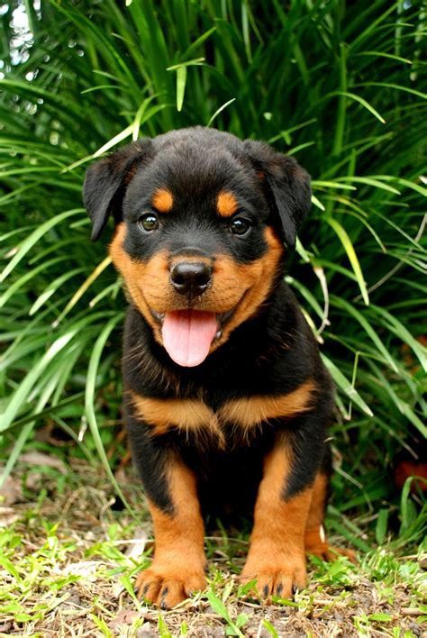 German Rottweiler puppy Noida - GoodPaws