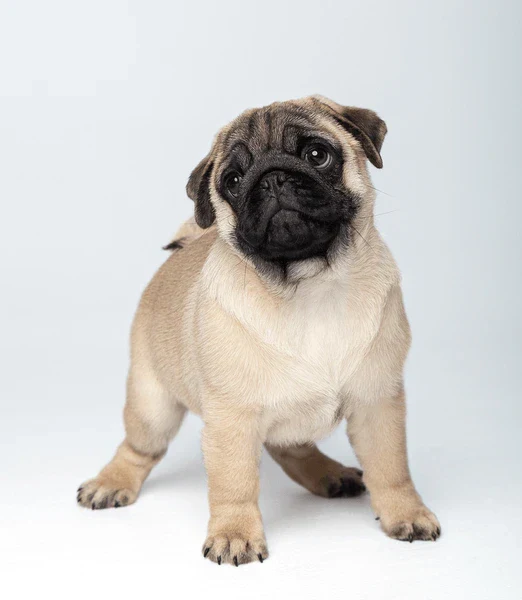 Buy Pug puppy India