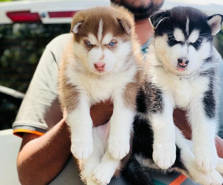 White Siberian Husky puppy Hyderabad - GoodPaws
