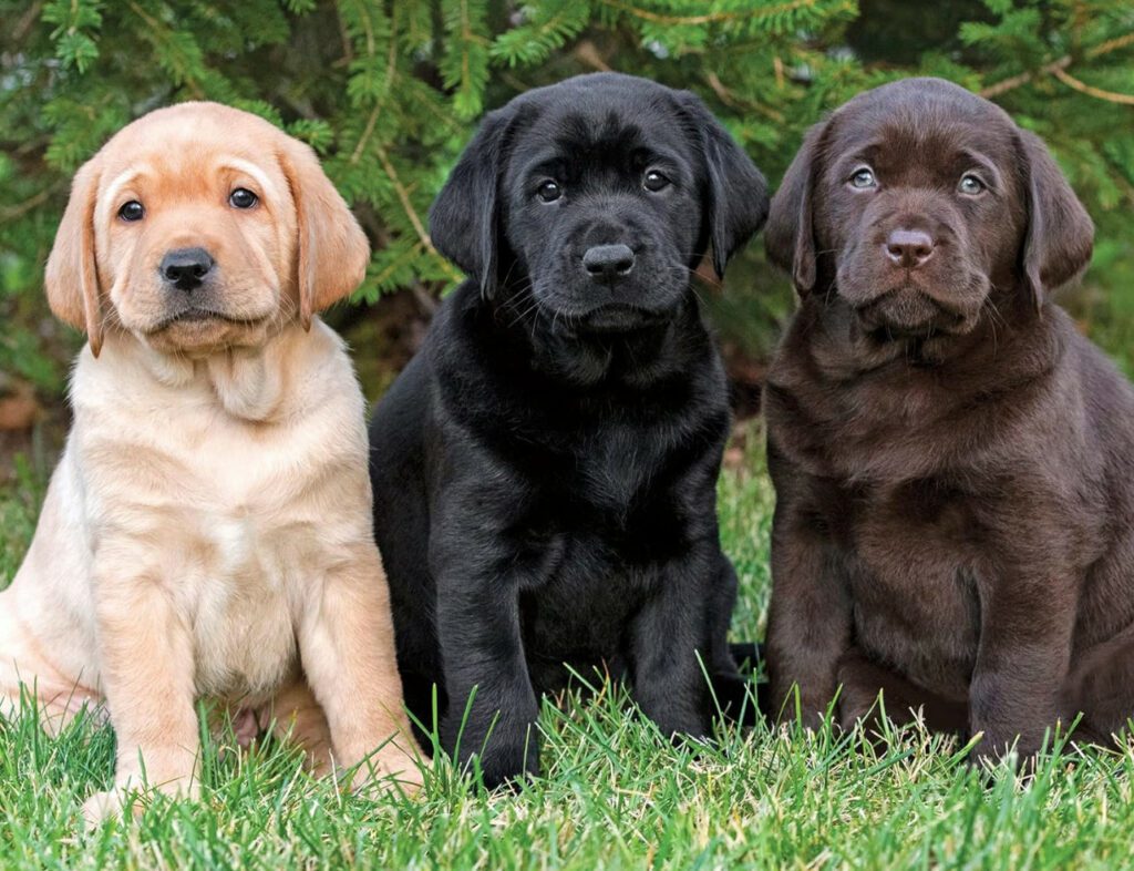 Yellow Labrador Retriever puppy for sale in Ghaziabad