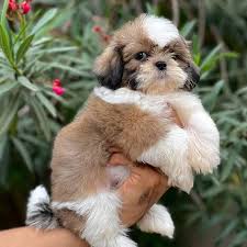 Buy Shih Tzu puppy India