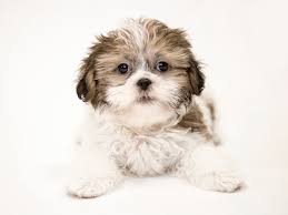 Brown Shih Tzu puppy Hyderabad - GoodPaws