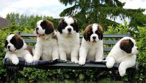 Long hair Saint Bernard puppy Noida - GoodPaws