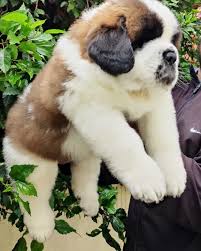 St Bernard puppy vaccinated Noida - GoodPaws