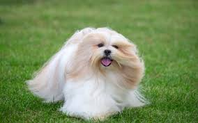 Lhasa Apso puppy for sale Noida - GoodPaws