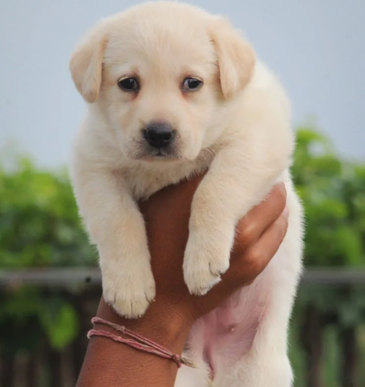 Chocolate Labrador Retriever puppy for sale in Ghaziabad