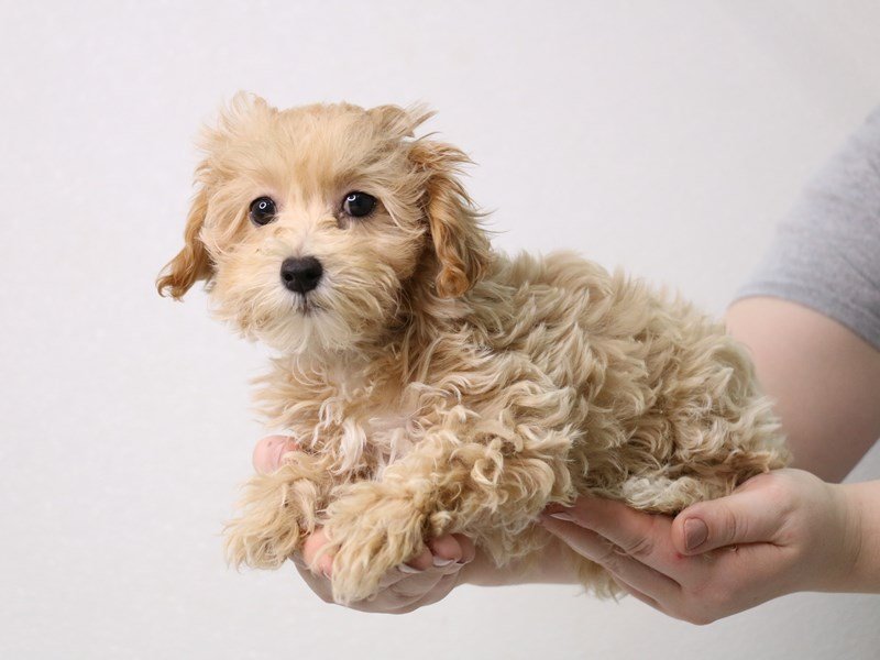 Verified Maltese puppy India