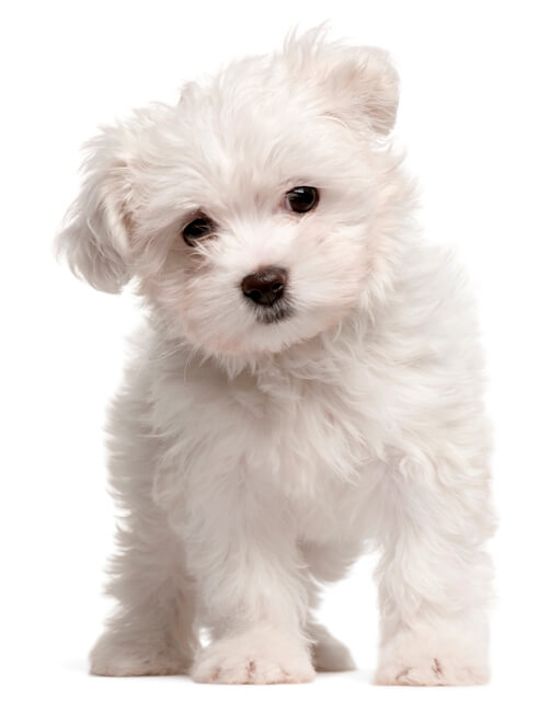 Buy Maltese puppy India