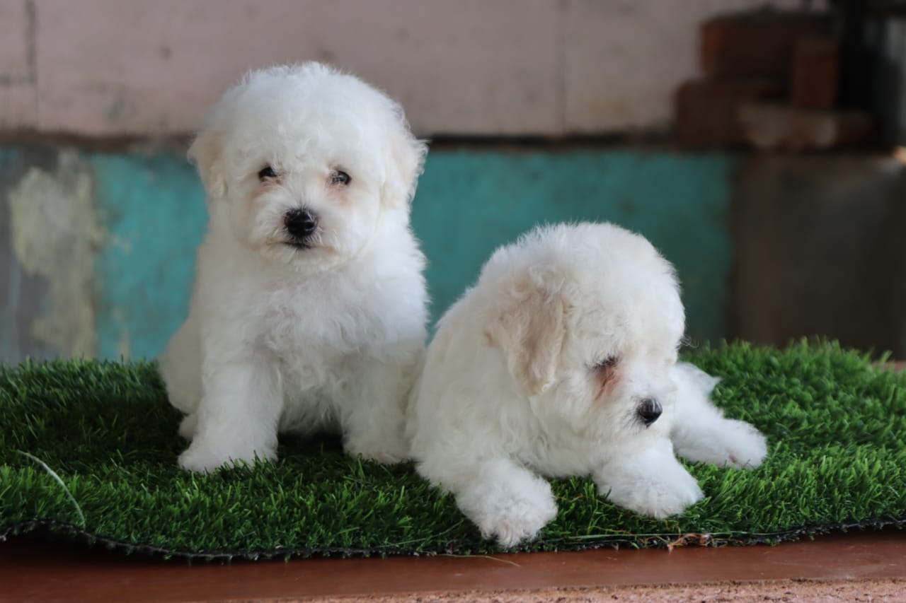 Maltese puppy