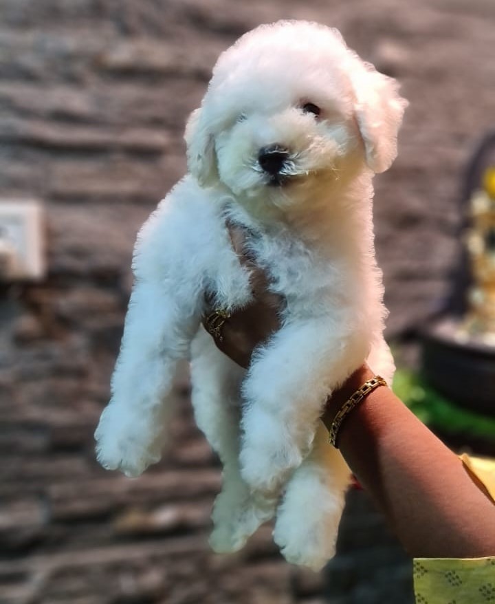 Maltese puppies for sale Chennai - GoodPaws