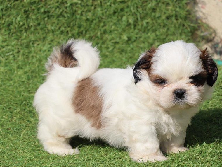 Shih Tzu puppy