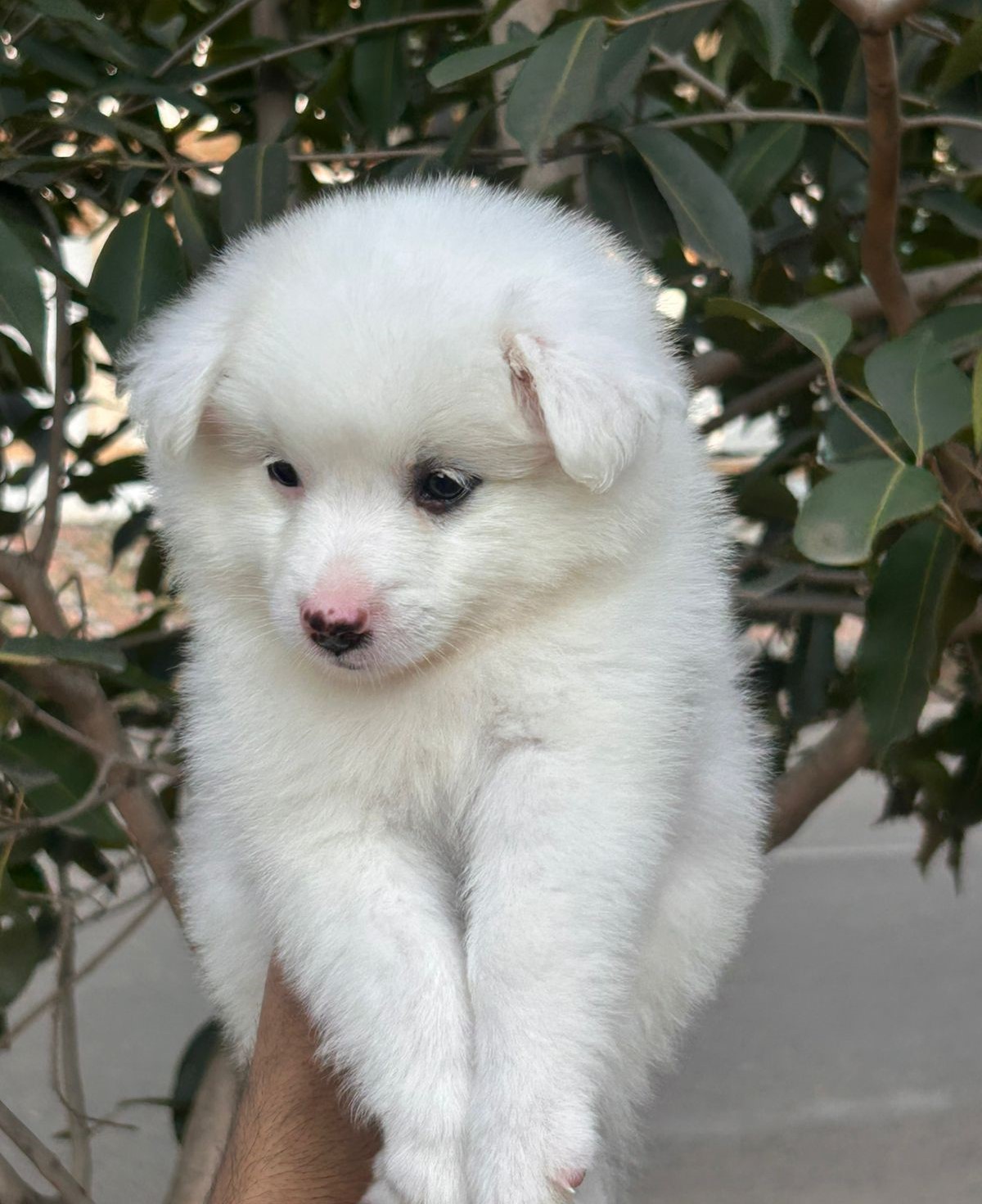 White Pomeranian puppy Greater Noida - GoodPaws