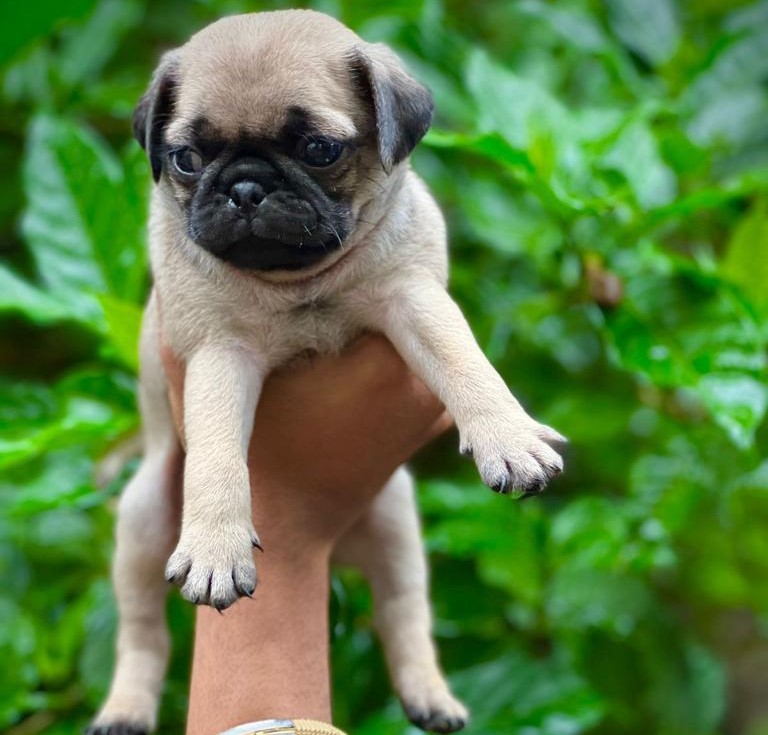 Pug puppy for sale India