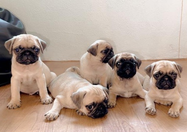 Verified Pug puppy India