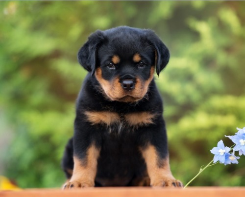 Female Rottweiler puppy Noida - GoodPaws