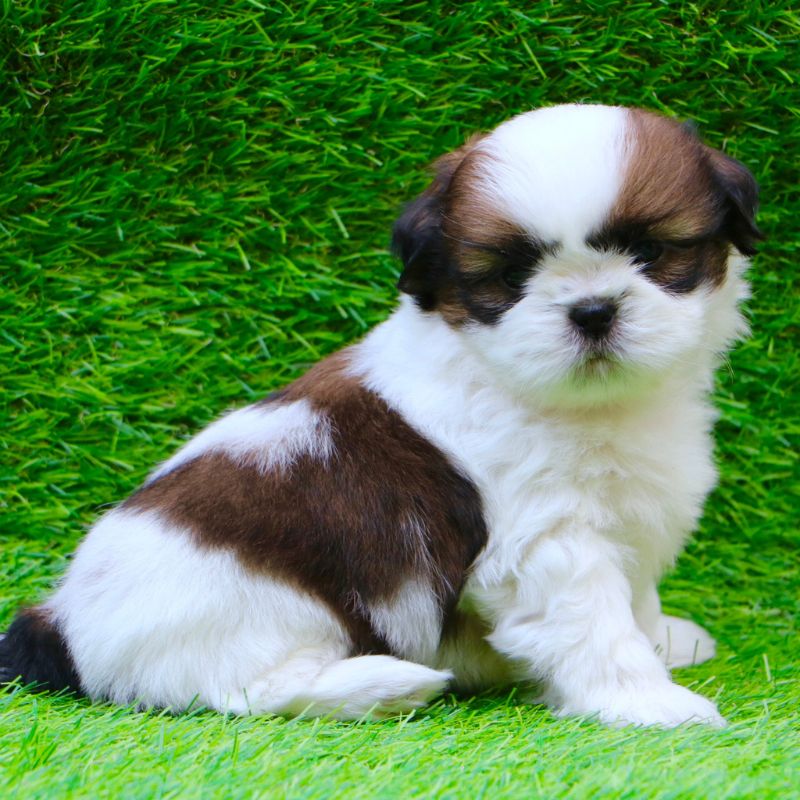 Verified Shih Tzu puppy India