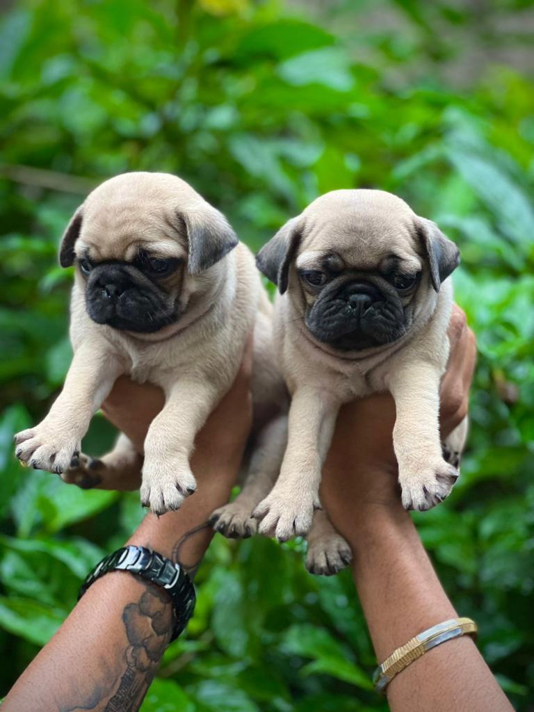 Chinese Pug puppy Noida - GoodPaws