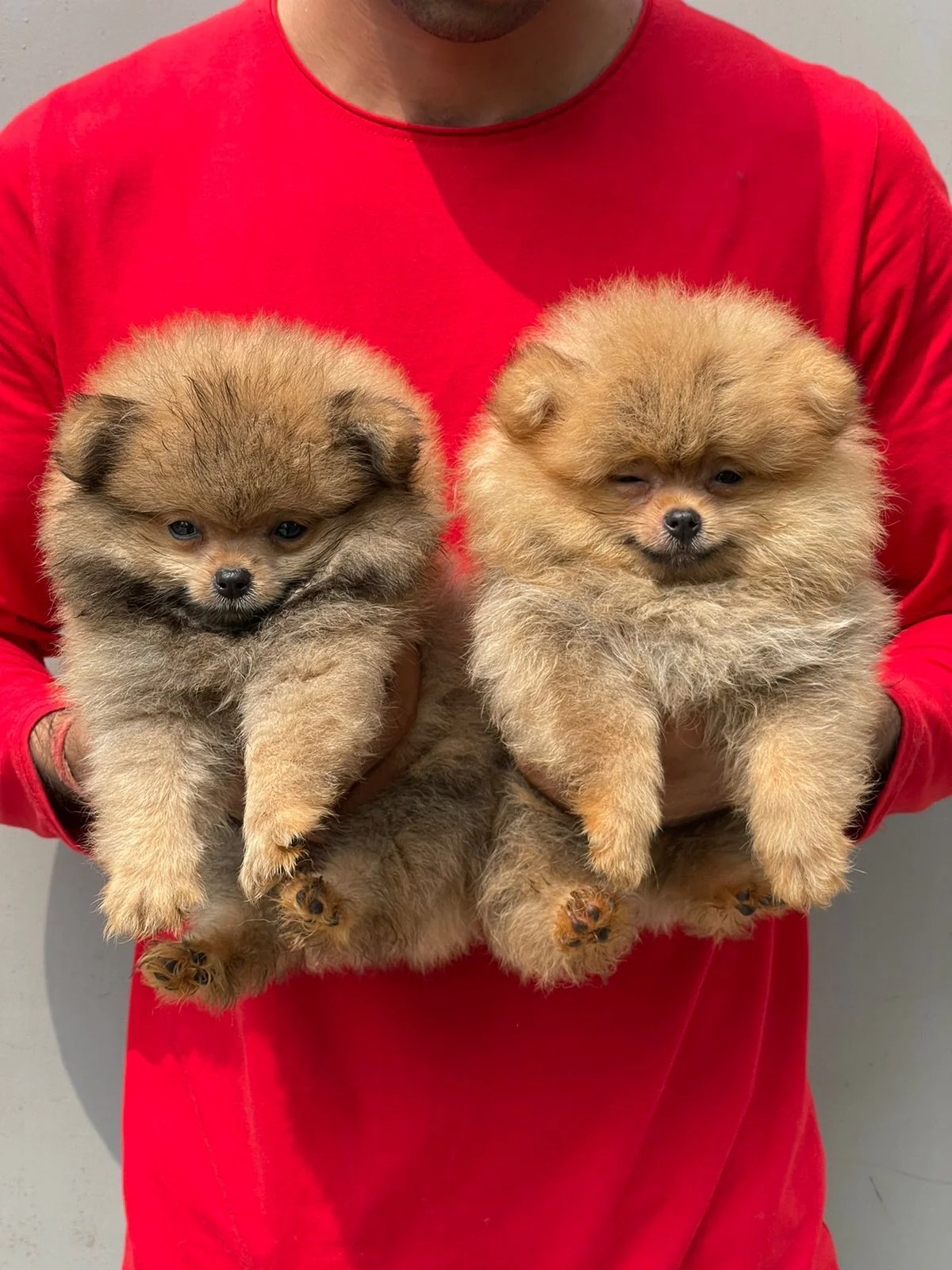 Black Pomeranian puppy Greater Noida - GoodPaws