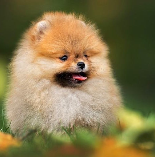 White Pomeranian puppy Bangalore - GoodPaws